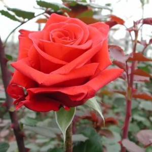 Саженец чайно-гибридной розы Ред берлин