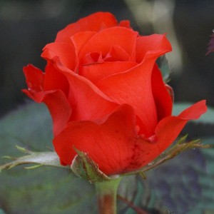 Роза Royal Massay - Роял Массай(чайно-гибридная)