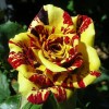 Саженец розы чайно-гибридной Симсабелла (Simsabella)