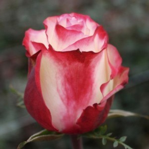 Саженец чайно-гибридной розы Свитнес (Sweetness)