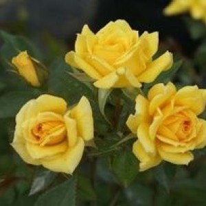 Саженец спрей розы Yellow Eveline (Йеллоу Эвелин)