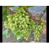 Саженец винограда Столетие - Кишмиш (Ранний/Белый)
