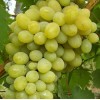 Саженец винограда Ланселот - Кишмиш (Средний/Белый)