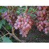 Саженец винограда Маринка (Ранний/Розовый)