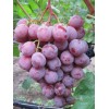 Саженец винограда Низина (Ранний/Фиолетовый)