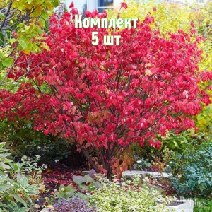 Комплект 5шт / Бересклет европейский Шервудский