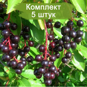 Саженцы черемухи Виргирская ( 10-20 см) -  5 шт.