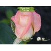 Саженцы чайно-гибридной розы Белла Перл (Belle Perle) -  5 шт.