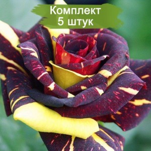 Саженцы чайно-гибридной розы Фокус-Покус (Hocus Pocus) -  5 шт.