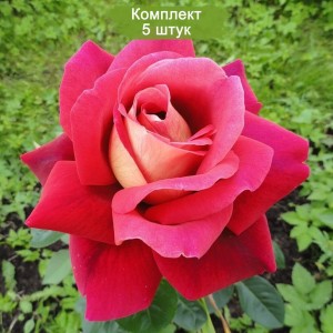 Комплект 5шт / Роза Кроненбург(чайно-гибридная)