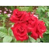 Саженцы розы флорибунды Никколо Паганини (Niccolo Paganini) -  5 шт.