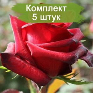 Саженцы чайно-гибридной розы Ред Париж (Red Paris) -  5 шт.