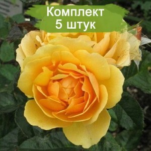 Комплект 5шт / Штамбовая Роза Эмбер Куин
