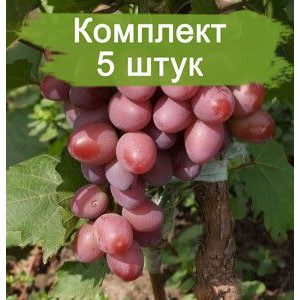 Саженцы винограда Парижанка (Ранний/Красный) -  5 шт.