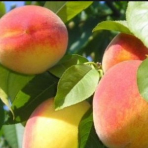 Персик Советский