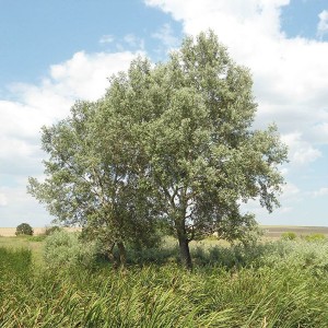 Тополь Белый (Серебристый) 60-100 см