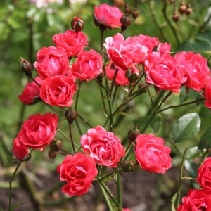 Саженец полиантовой розы Оранж Триумф