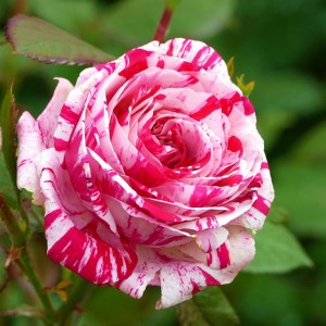 Саженец розы флорибунды флорибунда Сатин